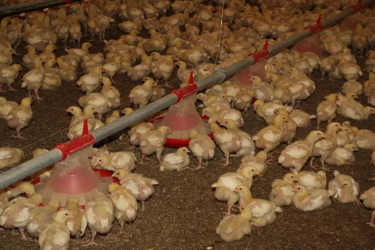 découvrez notre service de constructeur de poulaillers sur mesure, offrant des solutions adaptées à vos besoins pour élever des poules en toute simplicité. qualité, robustesse et design personnalisé au rendez-vous !