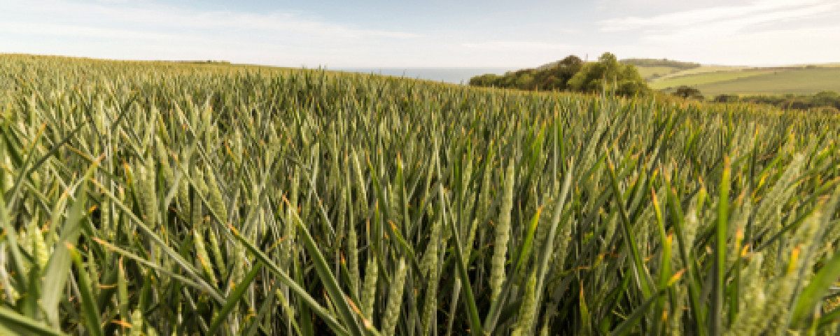 découvrez les enjeux et les opportunités de la conversion agricole : un processus crucial pour adopter des pratiques durables, respecter l'environnement et répondre aux nouvelles exigences du marché tout en préservant la qualité des produits.