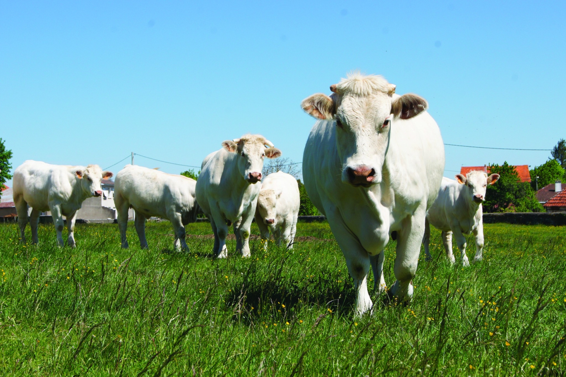 découvrez l'univers de l'élevage agricole, un secteur essentiel qui allie passion pour les animaux et techniques innovantes. apprenez-en plus sur les différentes pratiques d'élevage, les races animales, et les enjeux de durabilité de cette activité vitale pour notre alimentation et notre économie.