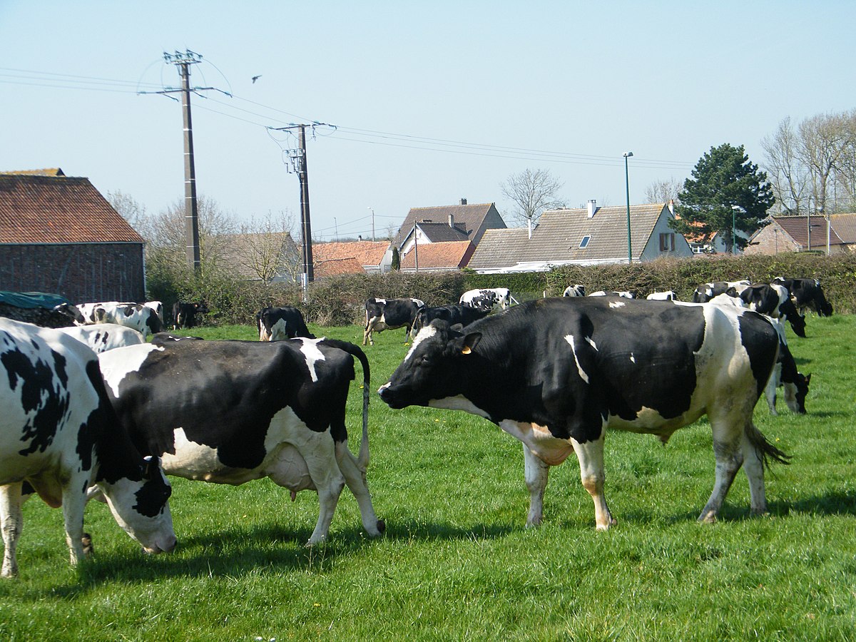 découvrez l'univers de l'élevage agricole, une pratique essentielle pour la production durable de viande, lait et autres ressources. explorez les techniques, les espèces élevées et les enjeux écologiques liés à ce secteur incontournable.