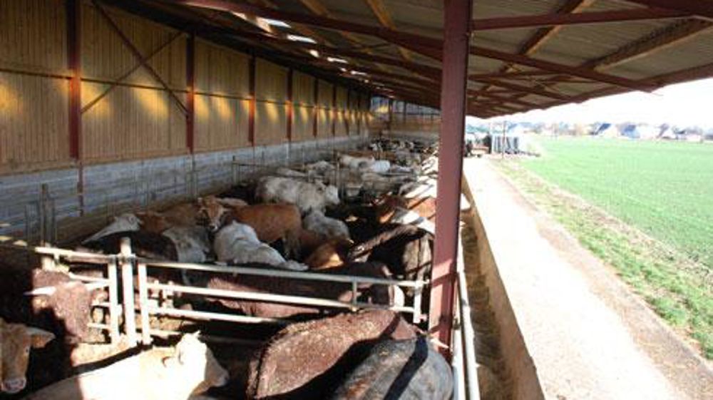 découvrez notre élevage agricole, dédié à la production responsable et durable. nous vous offrons des produits de qualité, issus de pratiques respectueuses de l'environnement et du bien-être animal.