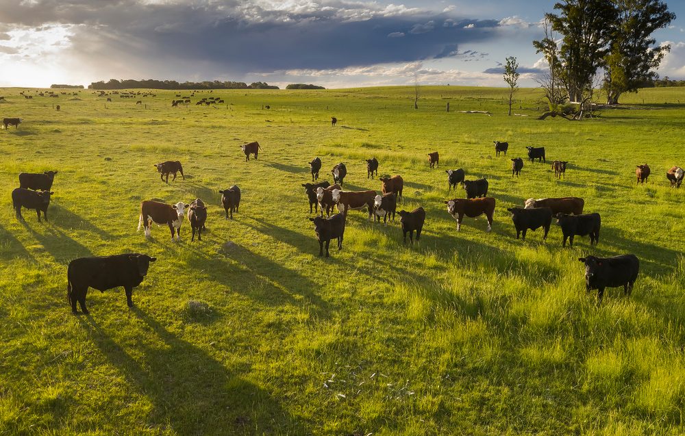 découvrez l'univers de l'élevage agricole, un secteur essentiel de l'agriculture qui allie tradition et innovation. apprenez-en plus sur les différentes pratiques d'élevage, les races d'animaux élevées et les astuces pour garantir un bien-être animal optimal tout en respectant l'environnement.