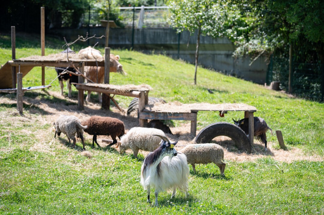 découvrez le charme authentique de notre ferme, un lieu dédié à l'élevage, à la culture et à la nature. profitez d'une expérience immersive au cœur de la vie rurale, avec des produits frais de la ferme, des activités pédagogiques et un environnement paisible.