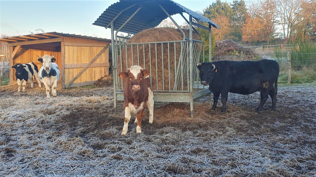 découvrez la ferme de grâce, un havre de paix où nature et authenticité se rencontrent. plongez dans un univers agricole riche en produits locaux, visites pédagogiques et expériences inoubliables au cœur de la campagne.