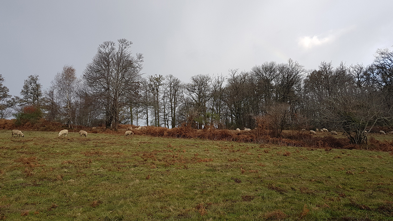 découvrez la ferme de grâce, un havre de paix en pleine nature où la passion de l'agriculture durable rencontre le bien-être animal. explorez nos produits locaux, participez à des ateliers authentiques et vivez une expérience unique à la campagne.