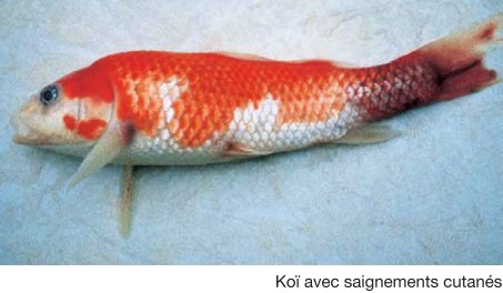 découvrez le fascinant monde des hérissons, ces petits mammifères nocturnes aux piquants caractéristiques. apprenez-en davantage sur leur habitat, leur comportement et leur rôle dans l'écosystème, ainsi que des conseils pour les observer et les protéger dans la nature.