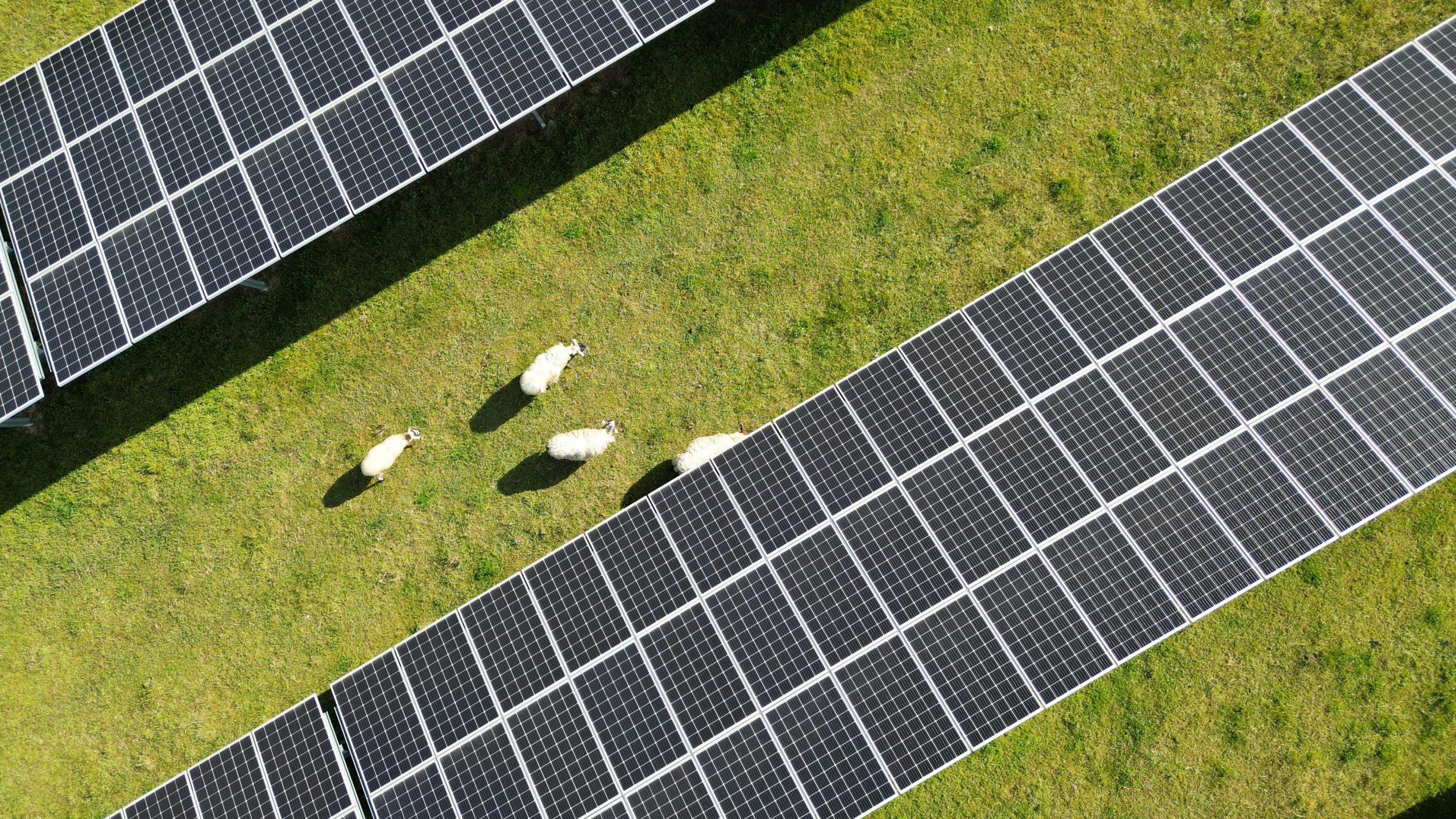 louez un terrain photovoltaïque et maximisez votre investissement tout en contribuant à la transition énergétique. découvrez nos offres pour des terrains adaptés à l'installation de panneaux solaires, garantissant rentabilité et durabilité.