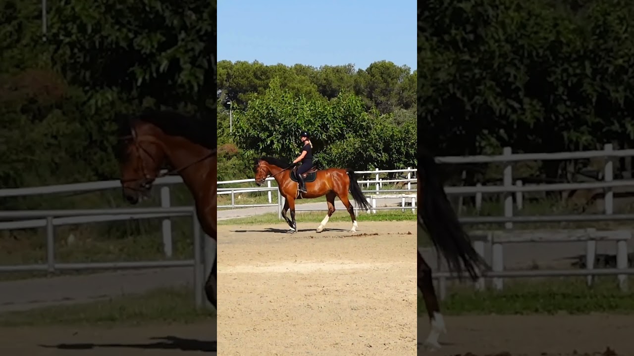 découvrez notre manège équestre gratuit, un espace dédié à la passion des chevaux où petits et grands peuvent s'initier à l'équitation. profitez d'activités équestres sans frais et vivez des moments inoubliables en harmonie avec ces magnifiques animaux.