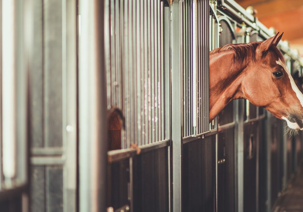 découvrez le manège équestre solaire, une installation innovante et écologique dédiée aux passionnés d'équitation. profitez d'un espace de pratique lumineux et durable, conçu pour le bien-être des chevaux et des cavaliers.