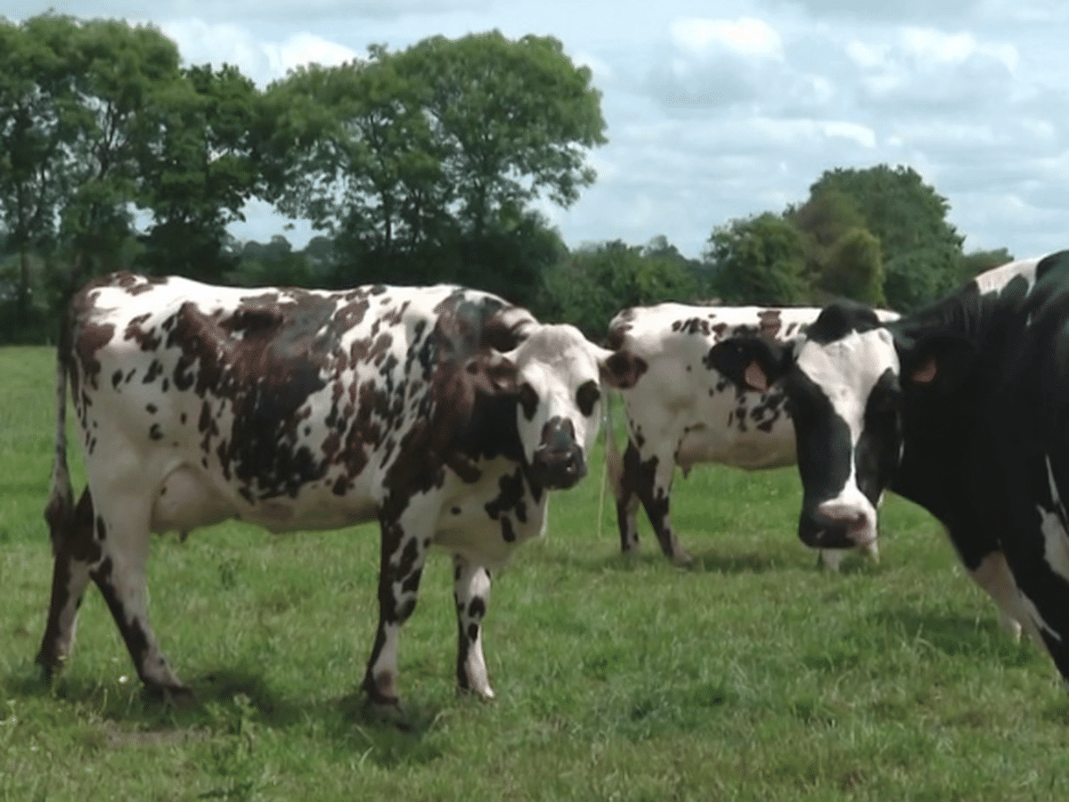 découvrez l'authenticité de la normandie, une région française célèbre pour ses paysages pittoresques, ses délicieux fromages, ses plages historiques et son riche patrimoine culturel. explorez les trésors de cette belle région, entre mer et campagne.
