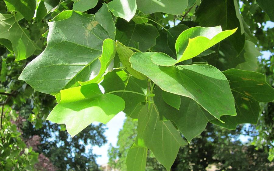 découvrez l'importance des ombres des arbres, leur rôle dans l'écosystème et comment elles améliorent notre cadre de vie. apprenez à choisir les arbres parfaits pour créer un havre de paix ombragé dans votre jardin.