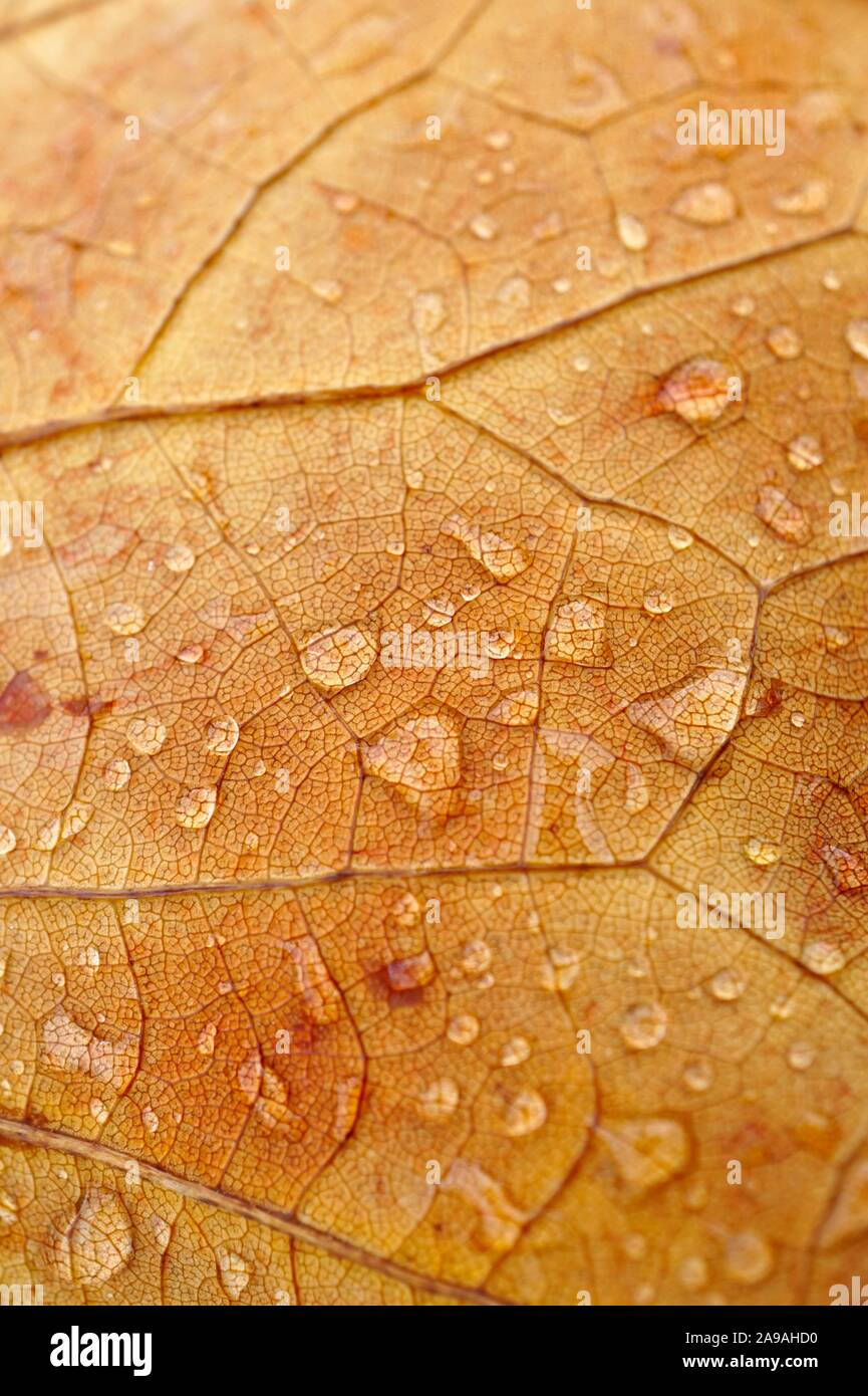 découvrez tout ce que vous devez savoir sur la pluie brune : ses causes, ses effets sur l'environnement et la santé, ainsi que des conseils pour se protéger. apprenez à identifier ce phénomène méconnu et ses conséquences sur notre quotidien.