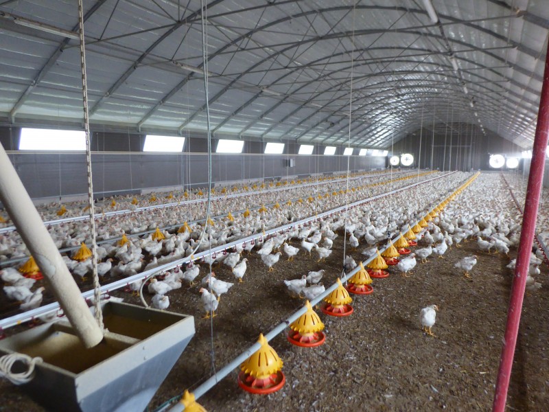 découvrez nos poulaillers agricoles adaptés à tous vos besoins. offrant confort et sécurité à vos volailles, nos structures garantissent une production optimale d'œufs et de viande dans un environnement sain. explorez nos solutions innovantes pour une aviculture réussie.