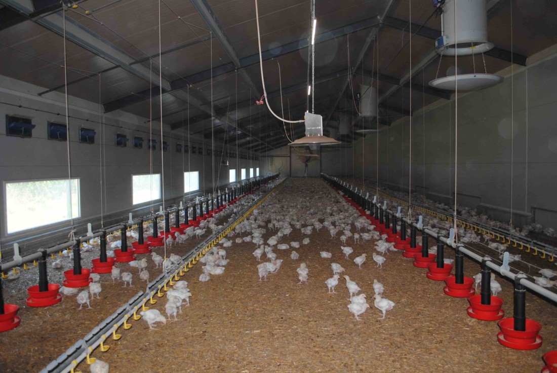 découvrez les avantages d'un poulailler agricole : un espace adapté pour l'élevage de volailles, garantissant une production de qualité, le bien-être des animaux et une gestion optimisée de votre exploitation. informez-vous sur les meilleures pratiques et équipements pour réussir votre projet avicole.