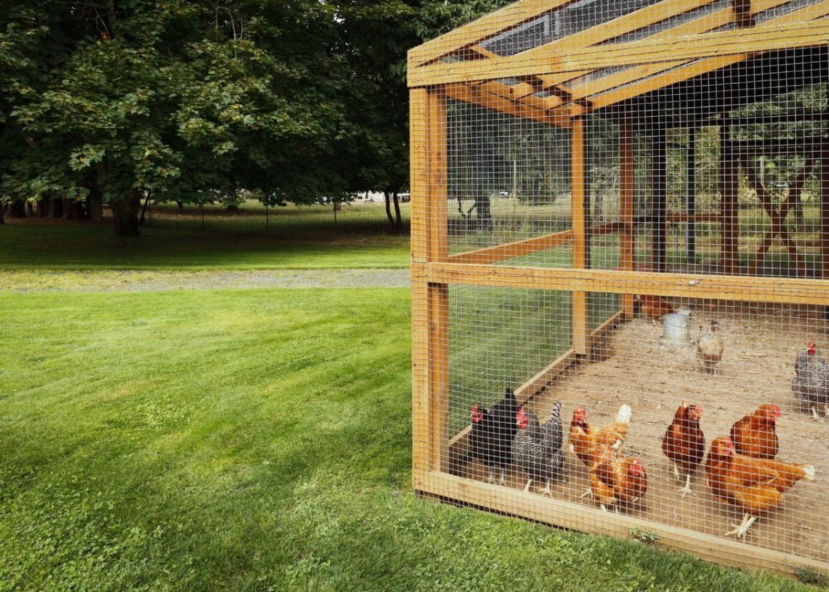découvrez les meilleurs prix pour poulaillers adaptés à tous vos besoins et budgets. comparez les modèles, matériaux et fonctionnalités pour choisir le poulailler idéal et garantir le bien-être de vos poules.