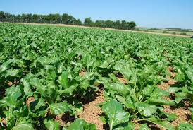 découvrez des stratégies efficaces pour améliorer la rentabilité de votre exploitation agricole. optimisez vos pratiques culturales, gérez vos ressources et augmentez vos profits grâce à des conseils d'experts et des solutions innovantes.