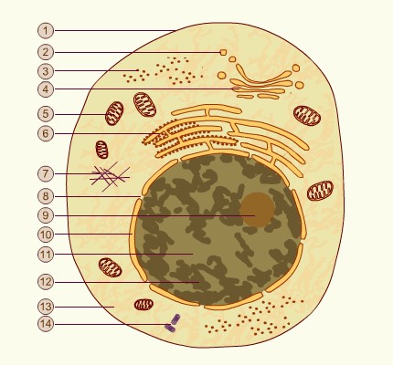 découvrez un schéma détaillé de la cellule, illustrant ses principales structures et fonctions. apprenez comment chaque composant, des mitochondries aux ribosomes, contribue au fonctionnement vital de la vie.