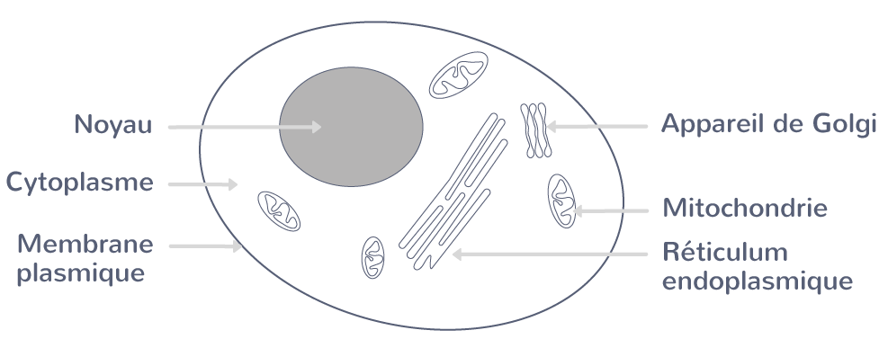 découvrez notre schéma détaillé de la cellule, une représentation claire et informative qui illustre les différentes parties et leur fonction. idéal pour les étudiants et tous ceux qui souhaitent approfondir leurs connaissances en biologie.