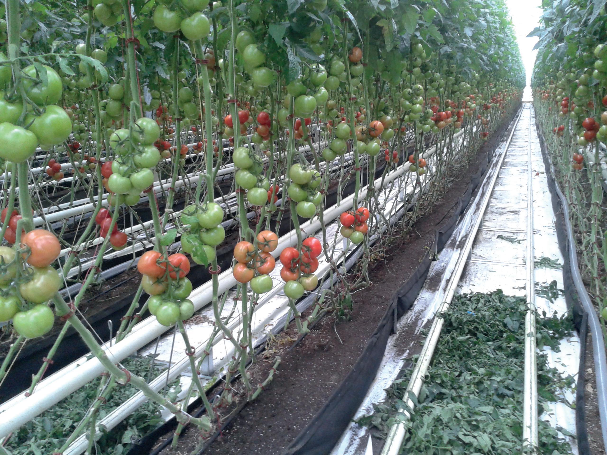 découvrez notre serre agricole, un espace optimisé pour la culture de vos plantes grâce à un micro-climat idéal. offrez à vos cultures une protection contre les intempéries et une croissance améliorée avec des techniques modernes de jardinage.