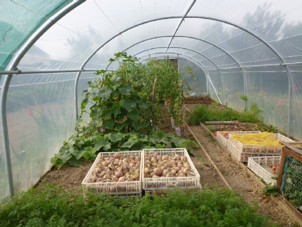 découvrez nos serres agricoles, idéales pour optimiser la croissance de vos cultures tout en leur offrant protection et un environnement contrôlé. explorez nos modèles variés et profitez de conseils d'experts pour maximiser vos rendements.