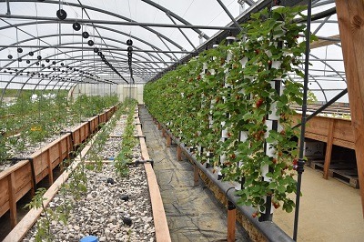 découvrez les avantages d'une serre solaire, l'idéal pour cultiver toute l'année en optimisant l'ensoleillement et en régulant la température. profitez d'une récolte abondante et saine tout en protégeant vos plantes des aléas climatiques.