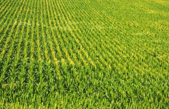 découvrez notre terrain agricole à vendre, idéal pour vos projets d'exploitation. profitez d'un sol fertile et d'un emplacement stratégique pour développer votre activité agricole. contactez-nous pour plus d'informations.