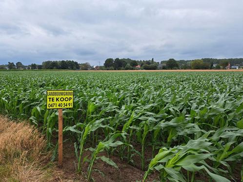 découvrez des terrains agricoles constructibles en belgique, idéaux pour vos projets de construction et d'aménagement. profitez d'emplacements privilégiés et d'un cadre naturel tout en valorisant votre investissement.