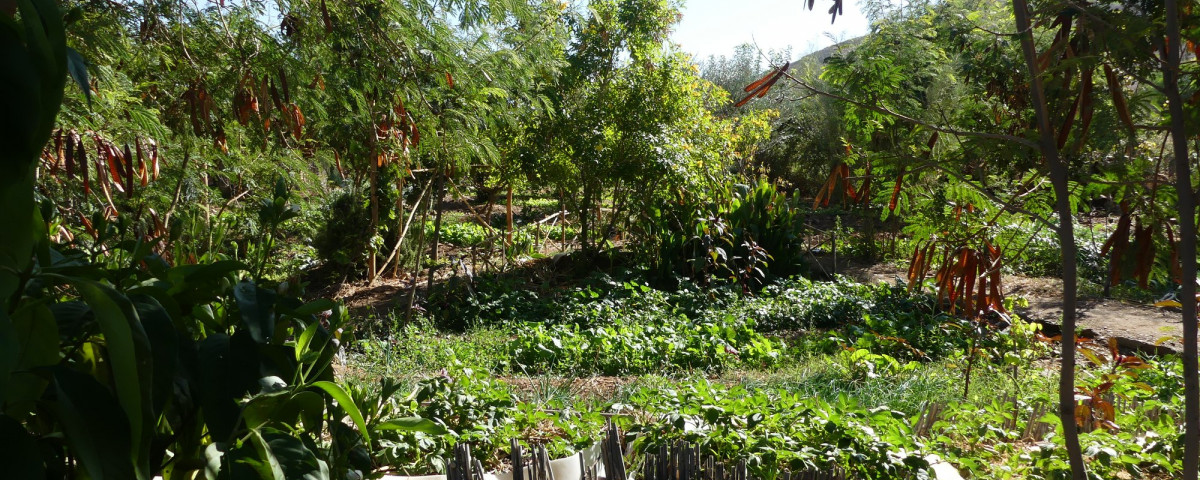 découvrez comment terre et humanisme œuvrent pour une agriculture durable et respectueuse de l'environnement, tout en promouvant des pratiques éthiques et solidaires pour une société meilleure.