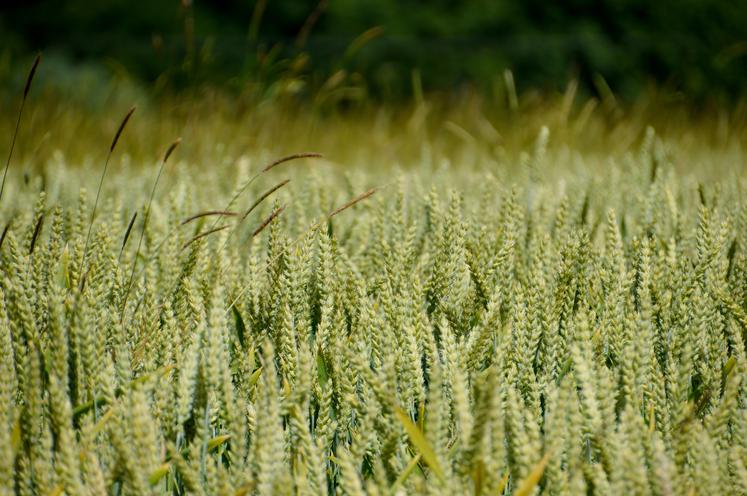 découvrez les enjeux et les méthodes de conversion agricole, un processus essentiel pour une agriculture durable et respectueuse de l'environnement. apprenez comment transformer vos pratiques agricoles pour maximiser la productivité tout en préservant les ressources naturelles.