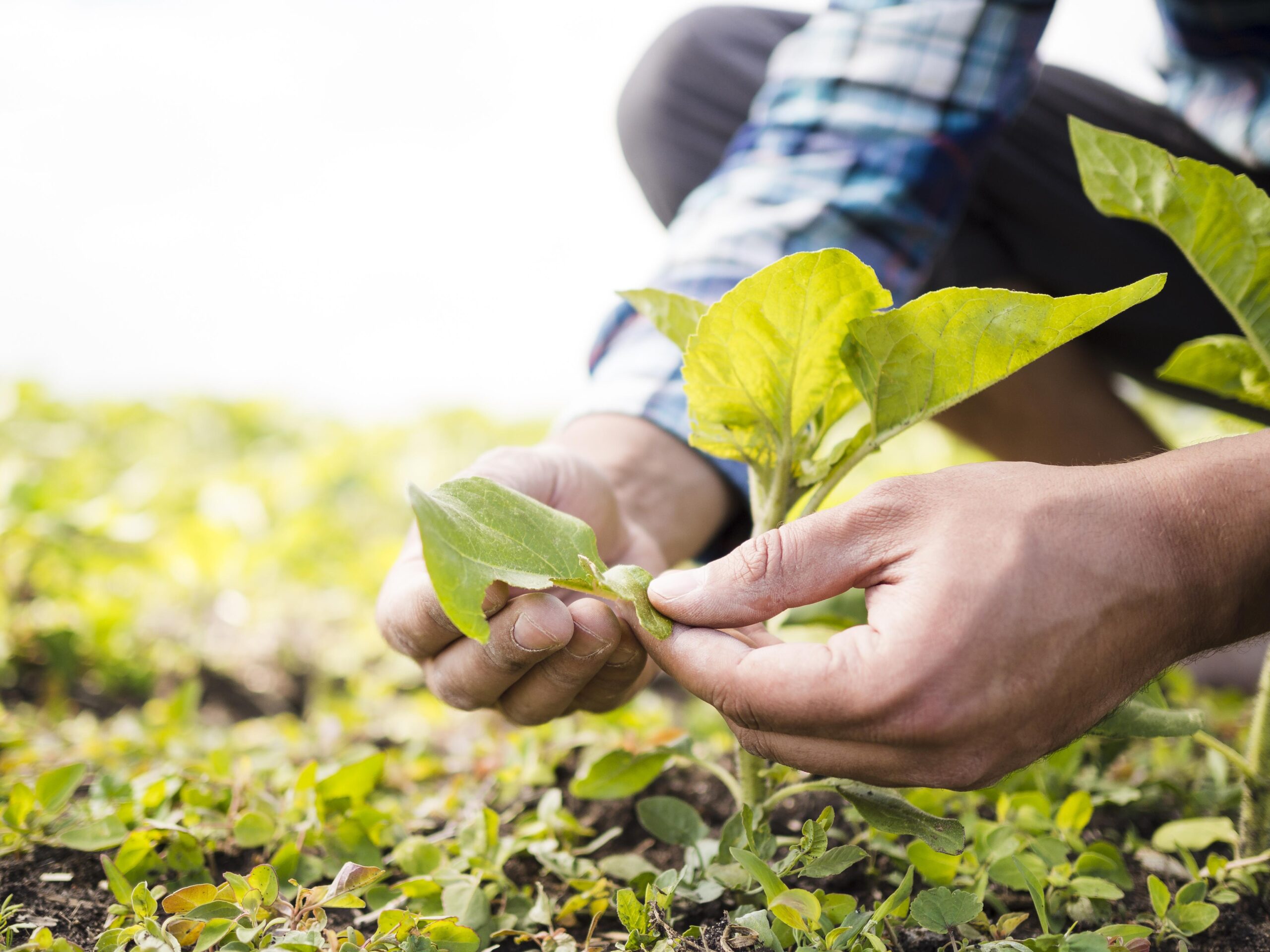 découvrez le monde de l'agriculture : techniques modernes, pratiques durables et innovations pour nourrir la planète. plongez dans l'univers fascinant des cultures, de l'élevage et de l'agroécologie.