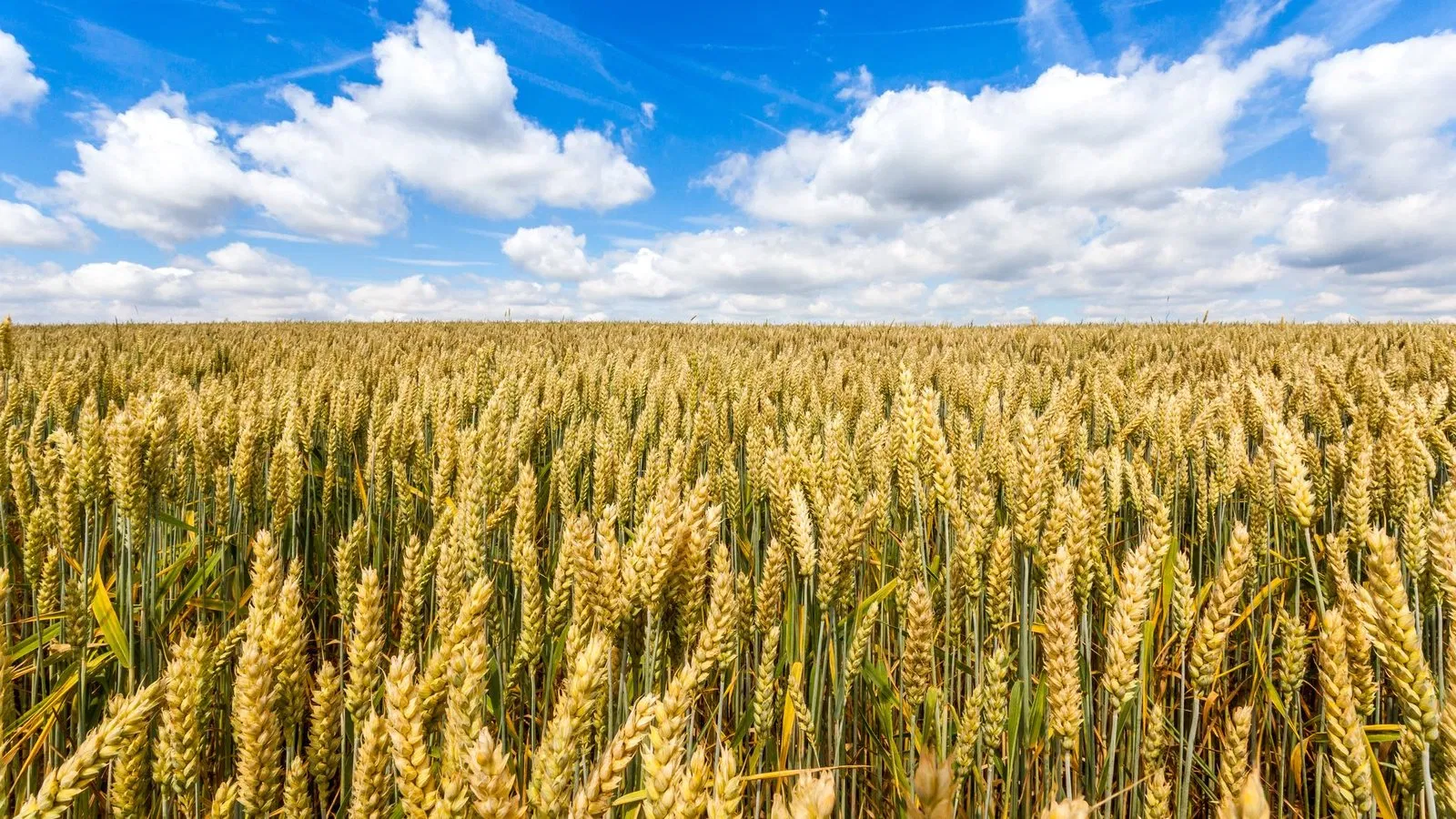 découvrez l'univers de l'agriculture, un secteur essentiel qui allie traditions et innovations pour produire des aliments durables. explorez les techniques modernes, les cultures écologiques et les enjeux environnementaux qui façonnent l'avenir de l'agriculture.