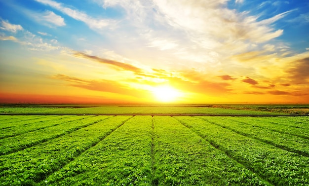 découvrez l'univers de l'agriculture : pratiques durables, innovations technologiques et impact sur l'environnement. explorez les enjeux de l'agriculture moderne et son rôle essentiel dans la sécurité alimentaire et le développement économique.