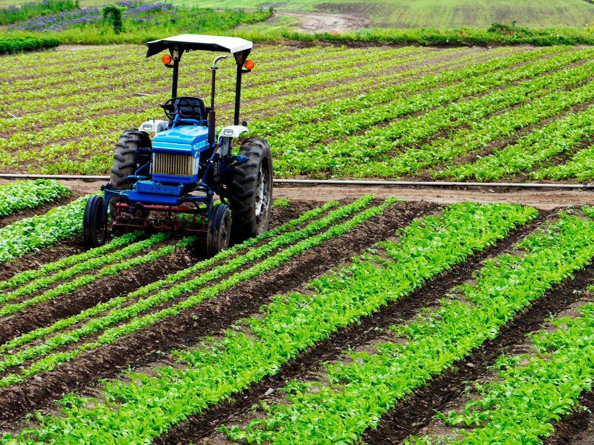 découvrez l'univers de l'agriculture : techniques, innovations et impact sur l'environnement. explorez les méthodes durables et l'importance de l'agriculture dans notre quotidien.