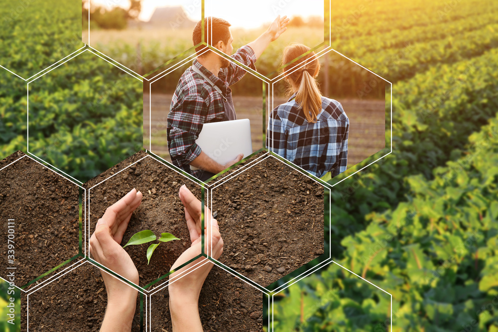 découvrez le monde fascinant de l'agriculture, ses techniques innovantes, ses enjeux environnementaux et son rôle crucial dans notre quotidien. plongez dans les tendances agricoles modernes et apprenez comment elles façonnent notre avenir.