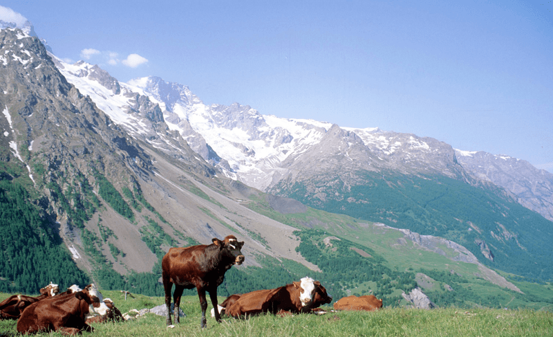 découvrez les défis et les spécificités de l'agriculture en montagne, un secteur vital qui combine traditions ancestrales et innovations durables. explorez les cultures, les techniques et la biodiversité qui font des régions montagneuses un véritable enclave de production alimentaire.