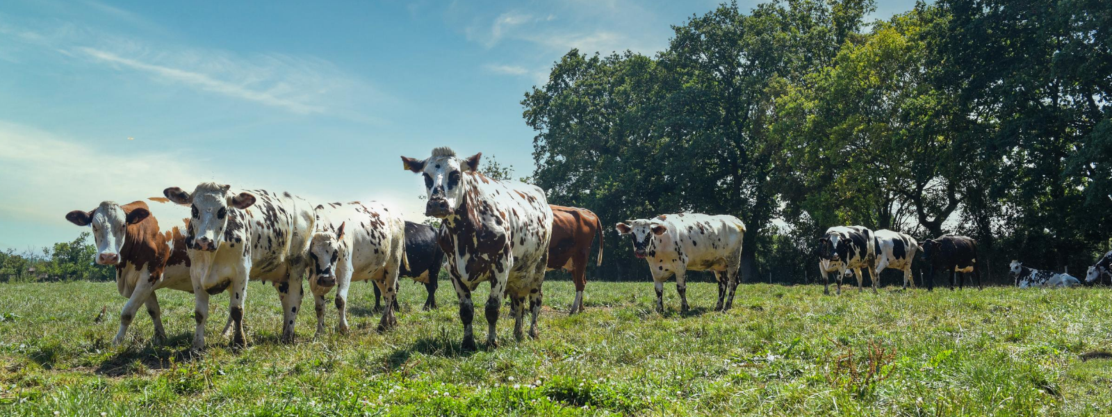 découvrez l'agriculture en normandie, une région riche en traditions agricoles et en un patrimoine naturel exceptionnel. explorez les cultures variées, les élevages de qualité et les initiatives durables qui font de cette région un modèle d'agriculture moderne et respectueuse de l'environnement.