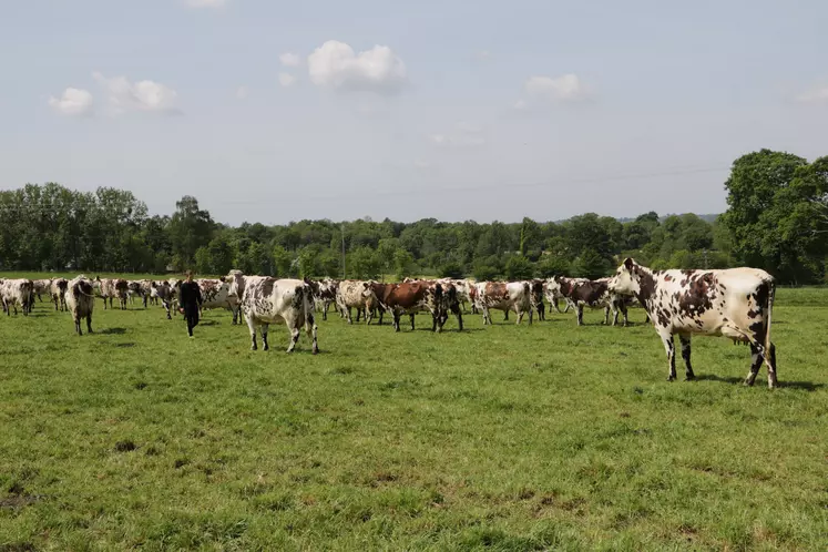 découvrez l'agriculture en normandie, un secteur riche et diversifié alliant traditions et innovations. explorez les produits locaux, les paysages verdoyants et les techniques durables qui font la renommée de cette région fertile.