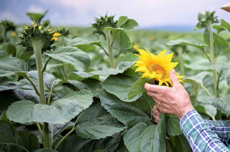 découvrez l'application tournesol, votre compagnon idéal pour explorer et partager des informations sur l'environnement et la durabilité. suivez vos progrès, participez à des défis écologiques et rejoignez une communauté engagée pour un avenir plus vert.