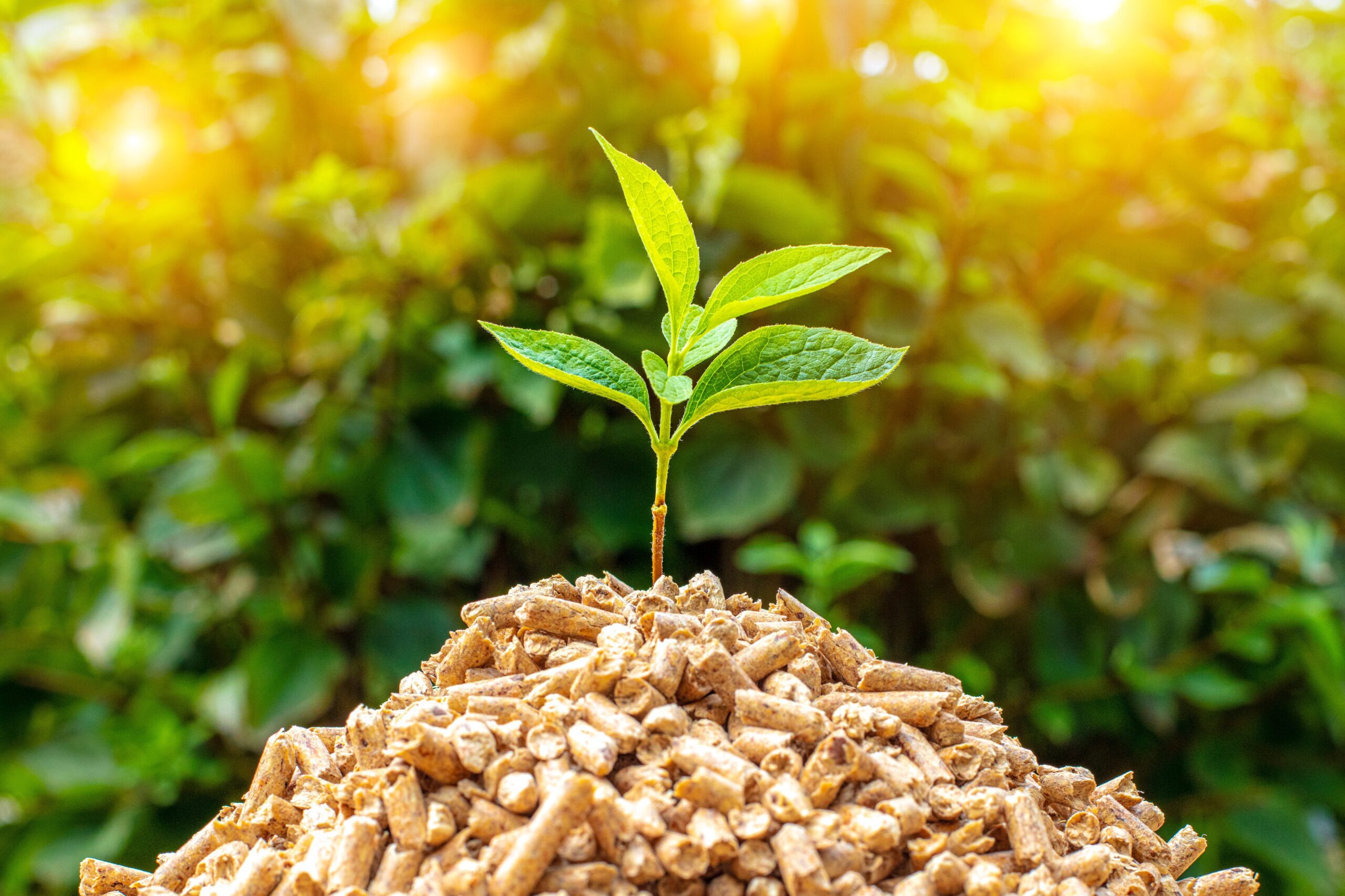découvrez le monde fascinant de la bioénergie, une alternative durable qui utilise les ressources biologiques pour produire de l'énergie. apprenez comment cette approche respectueuse de l'environnement peut réduire notre dépendance aux énergies fossiles tout en contribuant à un avenir plus vert et plus durable.