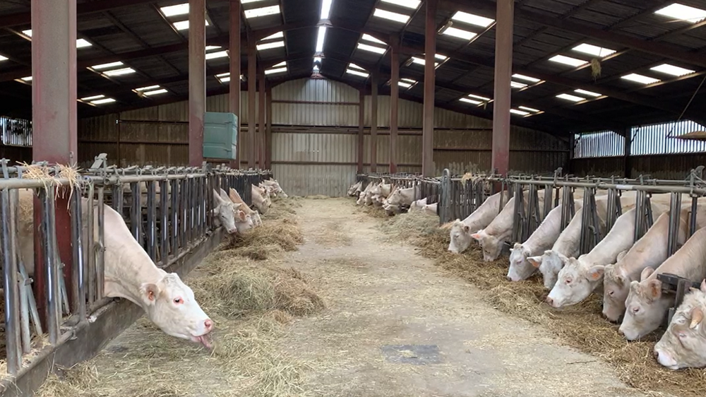 découvrez les facteurs influençant le coût de construction d'un bâtiment agricole. obtenez des conseils pratiques et des informations détaillées pour optimiser votre investissement dans vos projets agricoles.