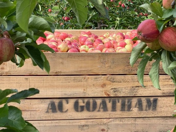 découvrez le coût du stockage des pommes et les facteurs qui influencent les prix. informez-vous sur les meilleures pratiques pour préserver la qualité de vos récoltes tout en optimisant vos dépenses.