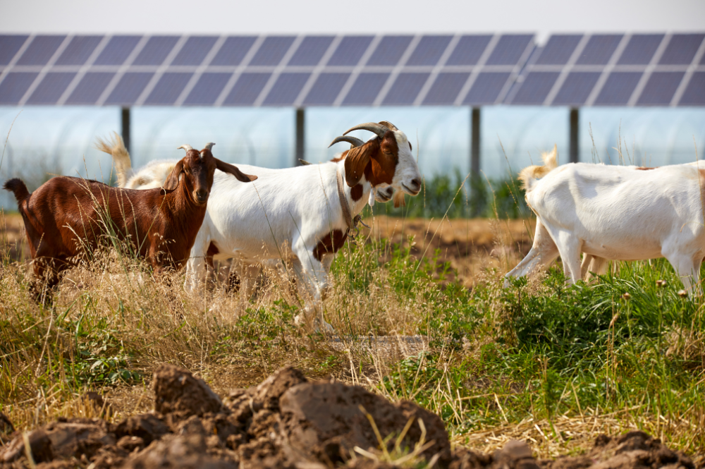découvrez la définition de l'agrivoltaïsme, une approche innovante qui combine agriculture et production d'énergie solaire. apprenez comment cette méthode durable optimise l'utilisation des terres tout en soutenant la transition énergétique.