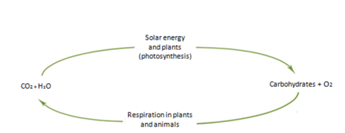 découvrez la définition de la photosynthèse, un processus essentiel par lequel les plantes transforment la lumière du soleil en énergie. apprenez comment cette réaction chimique permet la production de glucose et la libération d'oxygène, assurant ainsi la vie sur terre.