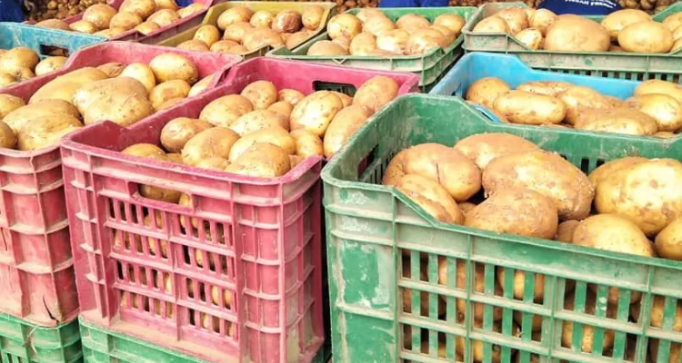 découvrez notre entrepôt de pommes de terre, spécialisé dans la conservation et la distribution de pomme de terre de qualité supérieure. profitez d'un stock varié adapté à vos besoins, que vous soyez un professionnel ou un particulier. visitez-nous pour des solutions pratiques et efficaces pour vos approvisionnements.