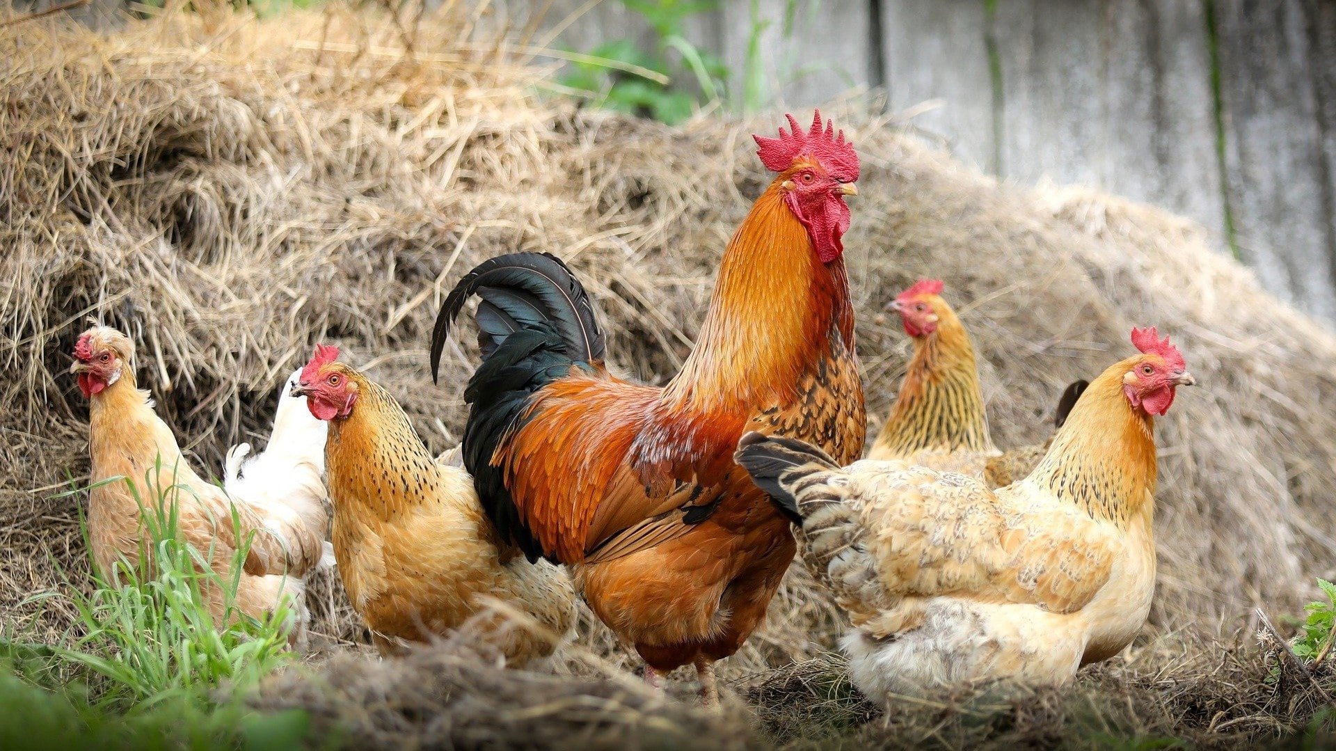 découvrez notre ferme authentique, un lieu de paisibilité où la nature s'épanouit. participez à des activités agricoles, dégustez des produits locaux et apprenez l'importance de l'agriculture durable. un environnement idéal pour toute la famille!