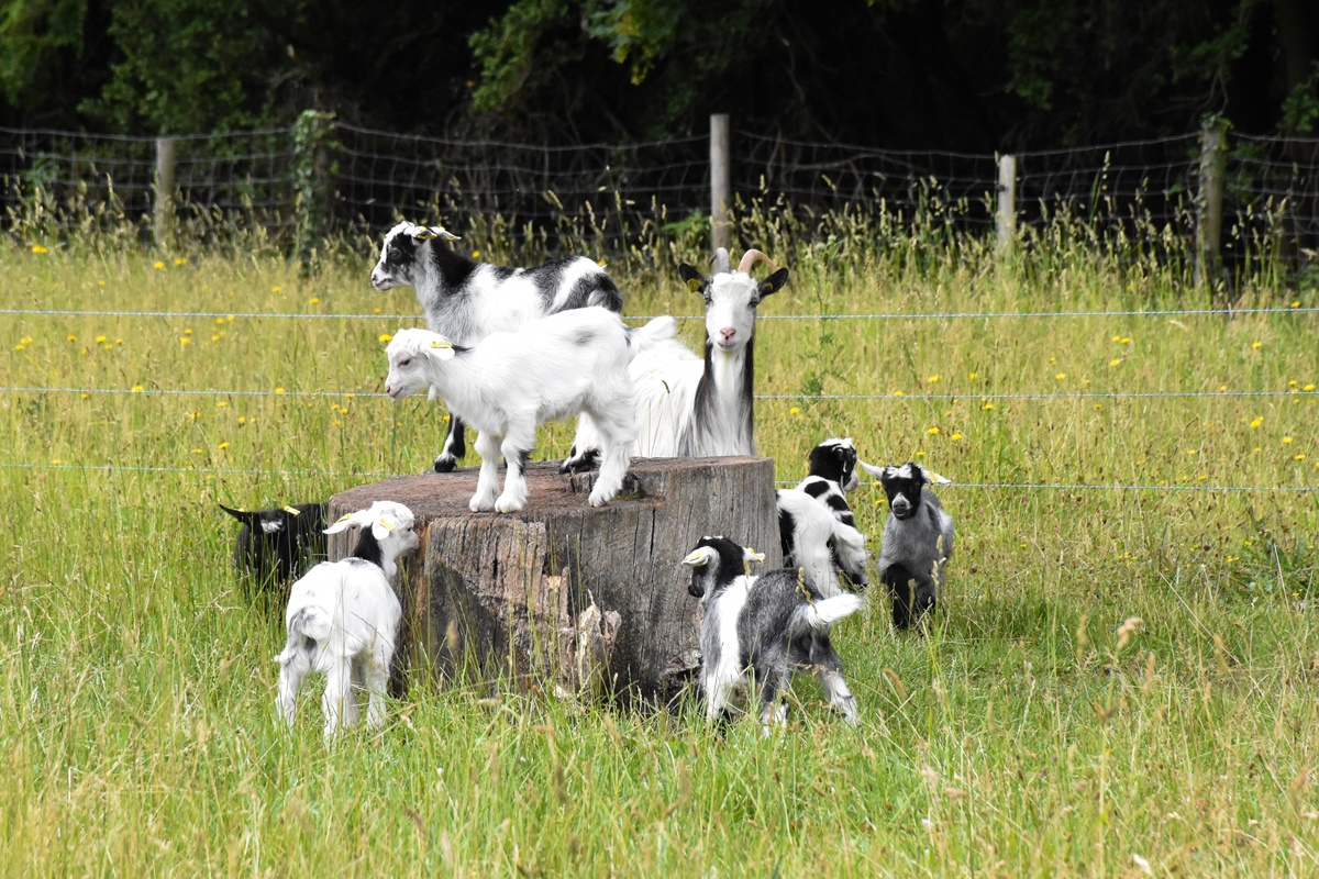 découvrez la vie authentique à la ferme, un lieu où la nature rencontre le travail acharné. explorez nos produits locaux, participez aux activités agricoles et reconnectez-vous avec la terre dans un environnement chaleureux et accueillant.