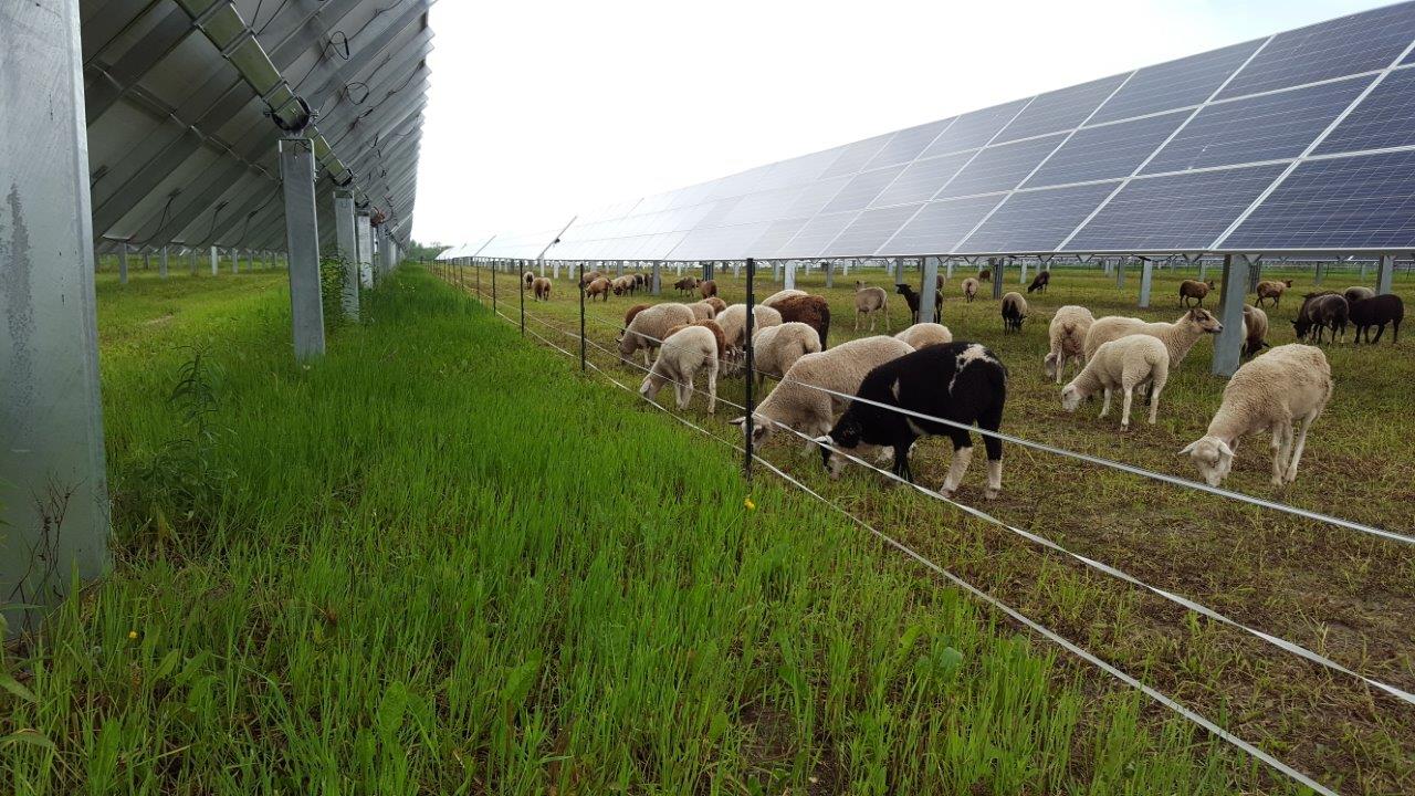 découvrez comment la ferme solaire agricole allie innovation et durabilité, en produisant de l'énergie renouvelable tout en soutenant l'agriculture locale. apprenez les avantages de cette approche écologique pour un avenir plus vert.