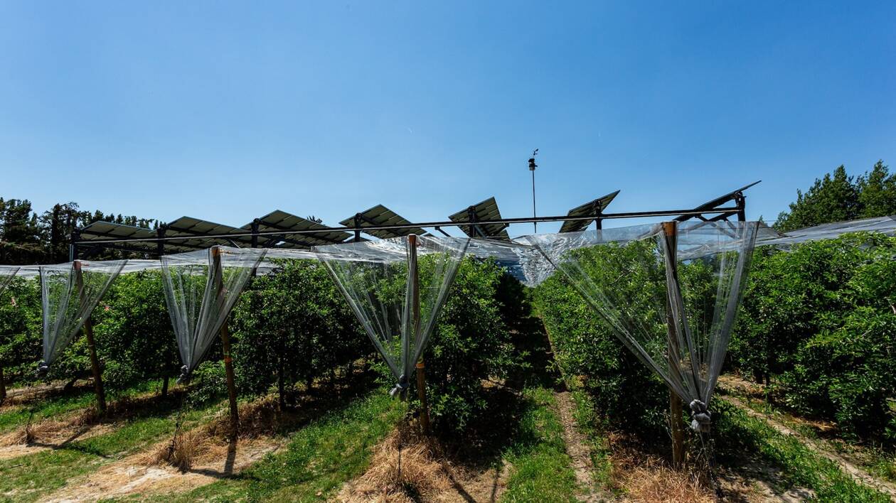 découvrez notre sélection de panneaux agri, conçus pour répondre aux besoins spécifiques des professionnels de l'agriculture. optez pour des solutions durables et efficaces pour optimiser vos cultures et améliorer votre rendement. explorez nos produits et trouvez le panneau agri adapté à vos projets.
