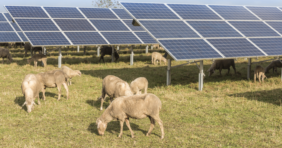 découvrez les avantages des panneaux solaires agricoles, une solution innovante pour optimiser la production énergétique de votre exploitation tout en réduisant vos coûts. maximisez vos rendements et contribuez à une agriculture durable avec des technologies vertes.