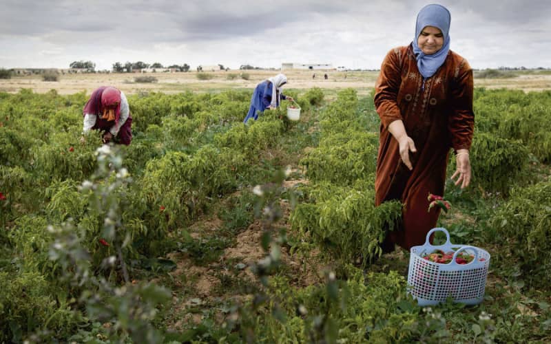 découvrez tout ce qu'il faut savoir sur les primes agricoles : les différentes aides financières disponibles pour les agriculteurs, leurs conditions d'attribution et les impacts sur le secteur. maximisez vos revenus et soutenez votre exploitation grâce aux subventions et primes de l'agriculture.